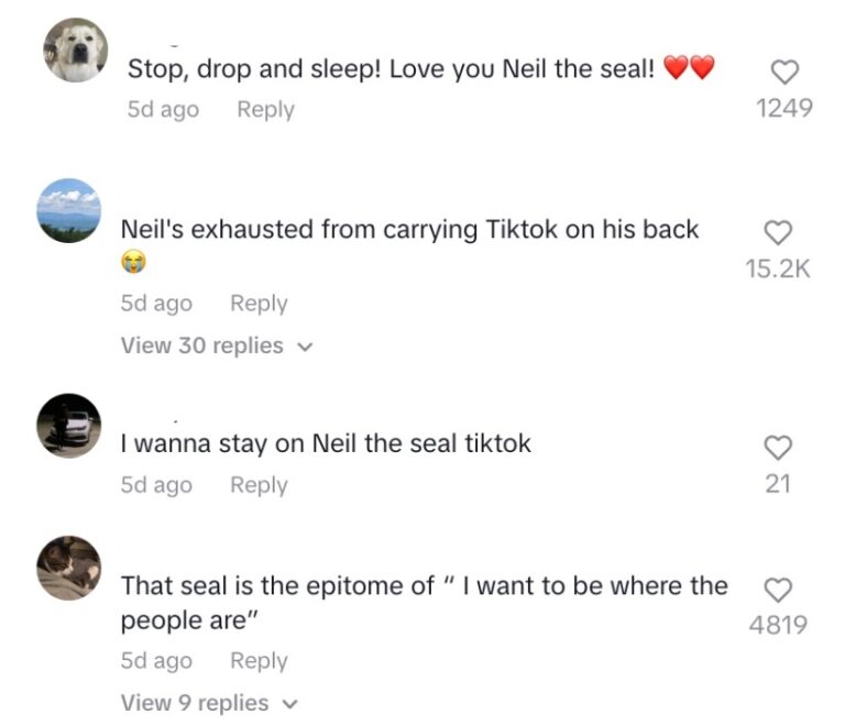 Neil, the 'chaotic' but cute seal from Tasmania, becomes TikTok's ...