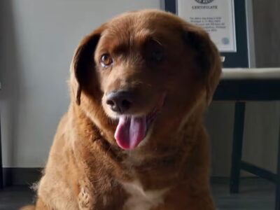 Guinness World Records puts Bobi’s ‘Oldest Dog Ever’ title on hold amid doubts about his age