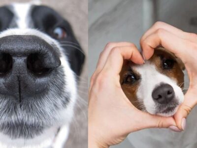 Dogs can see the world through their nose, study says