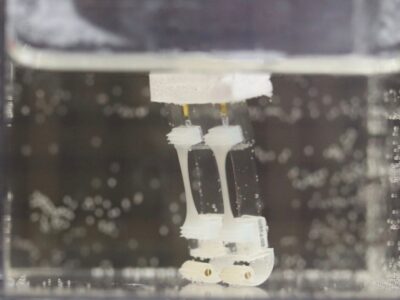 Japanese scientists develop muscle tissue-powered, two-legged robot