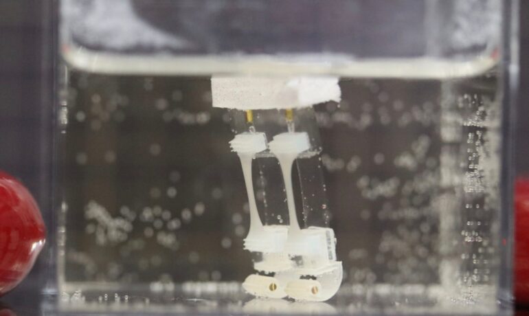 Japanese scientists develop muscle tissue-powered, two-legged robot pop inqpop