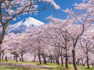 It isn’t just about the ‘gram:  Here are some things you can do while chasing Cherry Blossoms