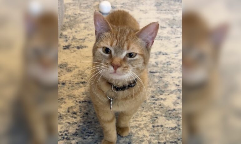 Social media users mourn loss of 'I Go Meow' cat Cala as owner shares emotional tribute