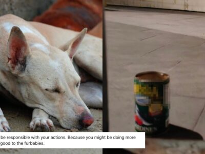 Facebook page dedicated to feeding homeless cats & dogs calls for responsible feeding practices