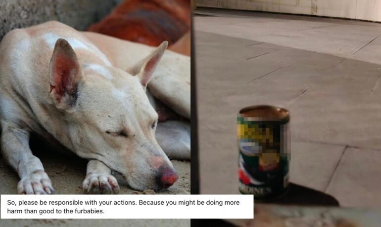 Facebook page dedicated to feeding homeless cats & dogs calls for responsible feeding of animals