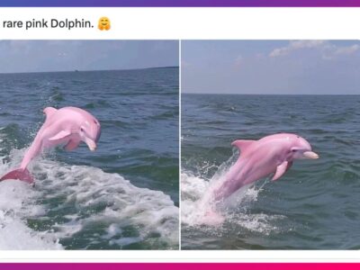 ‘Pink or Fake?’: Authenticity of viral ‘rare pink dolphin’ photos in North Carolina questioned