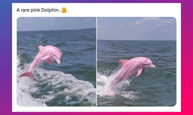 'Pink or Fake?': Authenticity of viral 'rare pink dolphin' photos in North Carolina questioned