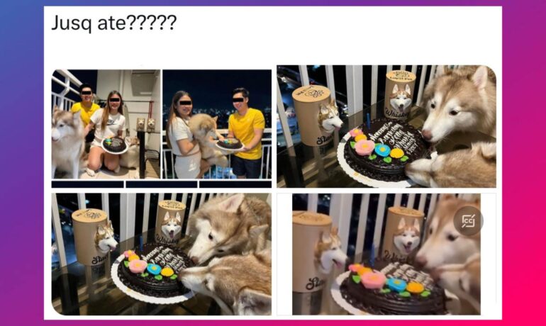 Social media uproar after huskies given chocolate cake at celebration, owner responds