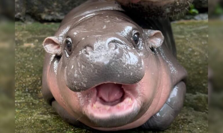 Baby pygmy hippo Moo Deng’s social media star status draws concerns from her zookeepers