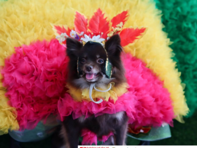 Unleash the fun at Paw Fest 2024: A ‘Pawsome’ Carnival Adventure