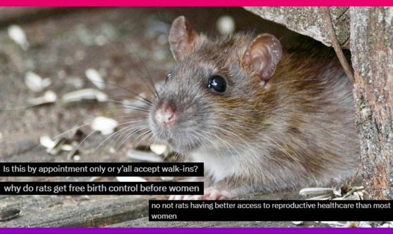 Rats on the pill: New York City Council passes bill to trial birth control pills on rats