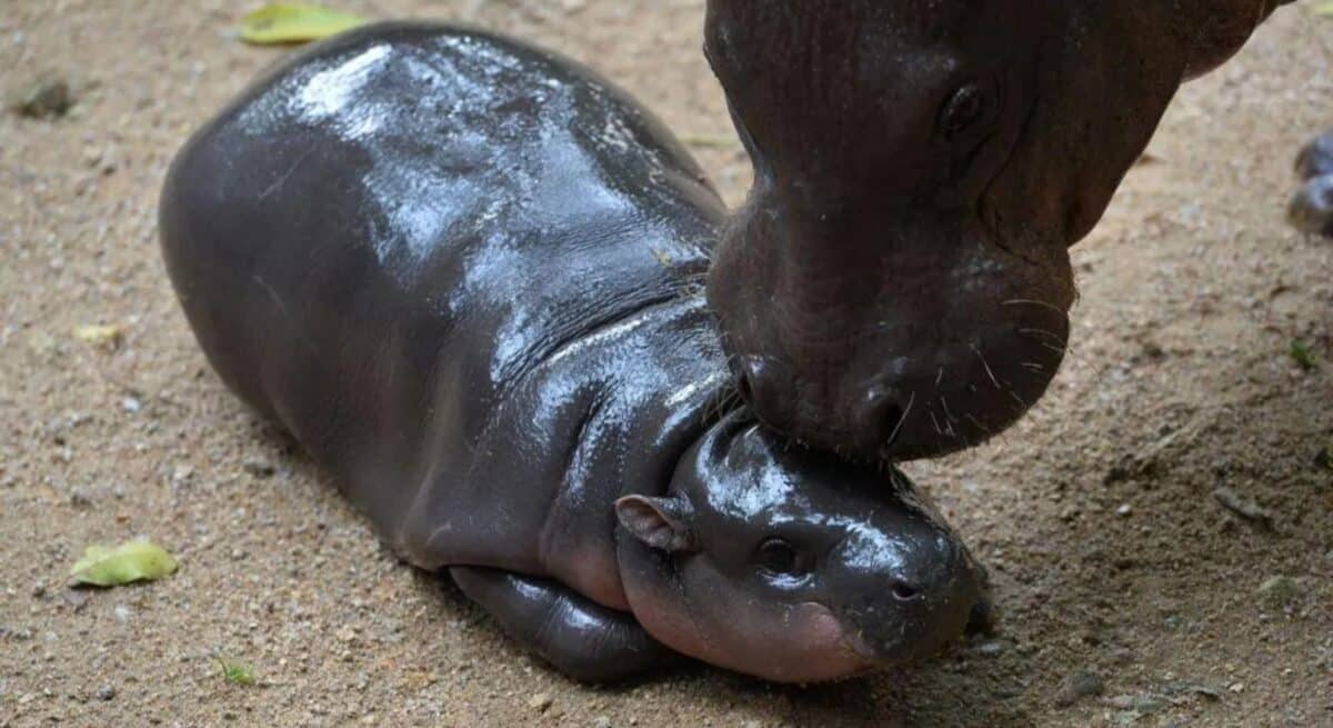 Baby hippo Moo Deng receives 10 million Thai baht from Ethereum co-founder for Christmas