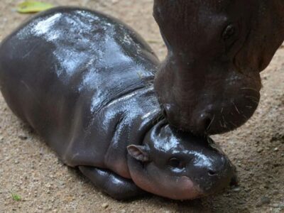 Baby hippo Moo Deng receives 10 million Thai baht from Ethereum co-founder for Christmas