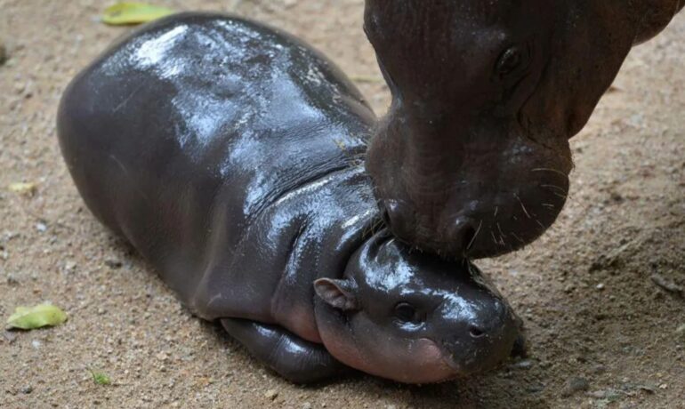 Baby hippo Moo Deng receives 10 million Thai baht from Ethereum co-founder for Christmas