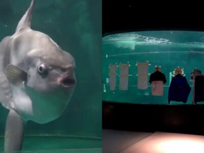 Lonely fish in a Japan aquarium gets a crowd of its own with DIY cardboard cutouts