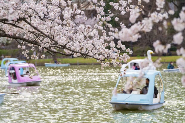 What happens after the last cherry blossom petal falls